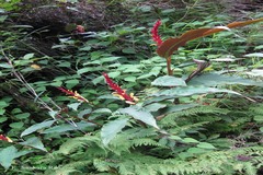 Cautleya spicata